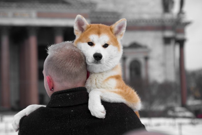 ロシアで暮らす秋田犬