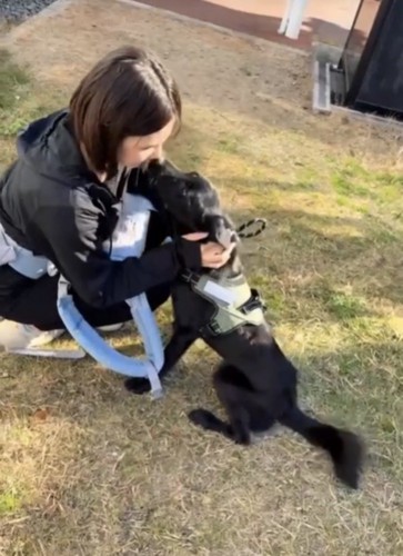 トレーニングする犬