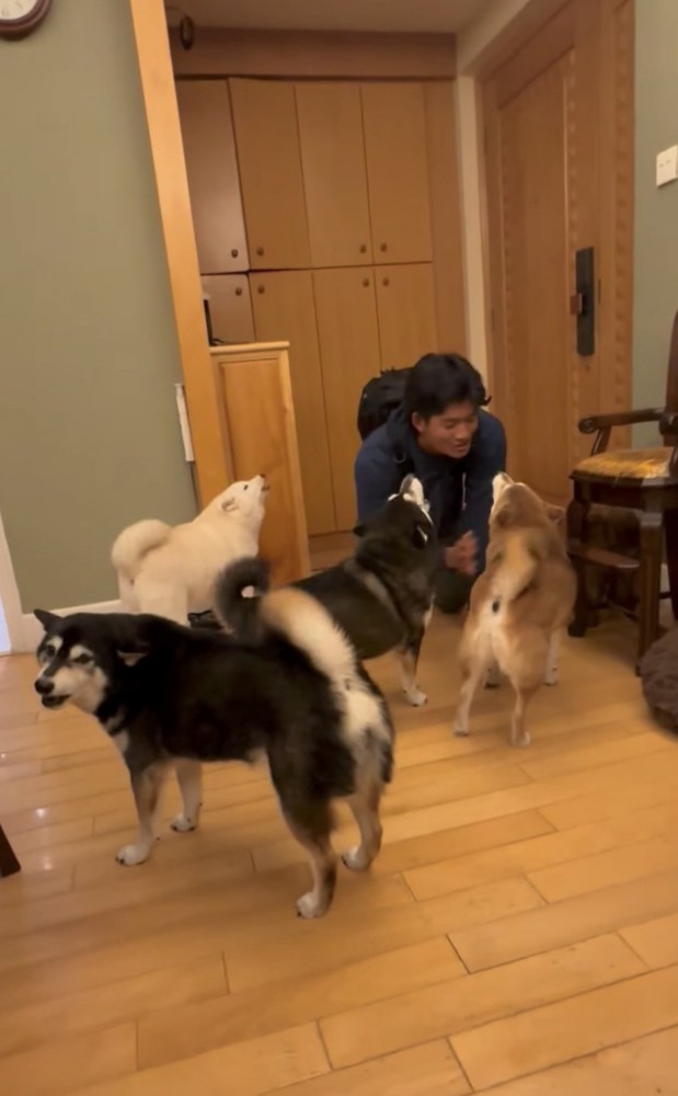 遠吠えする犬たち2