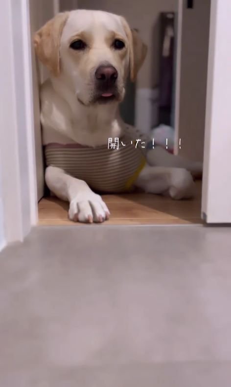 正面を向く犬