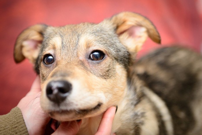 保護された雑種犬