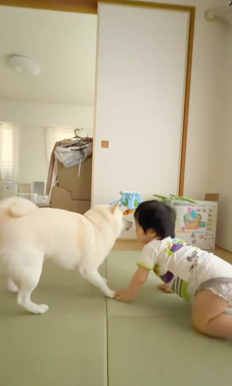 おまめちゃんと赤ちゃん2