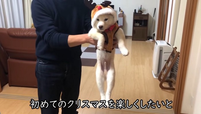 トナカイの服を着た犬