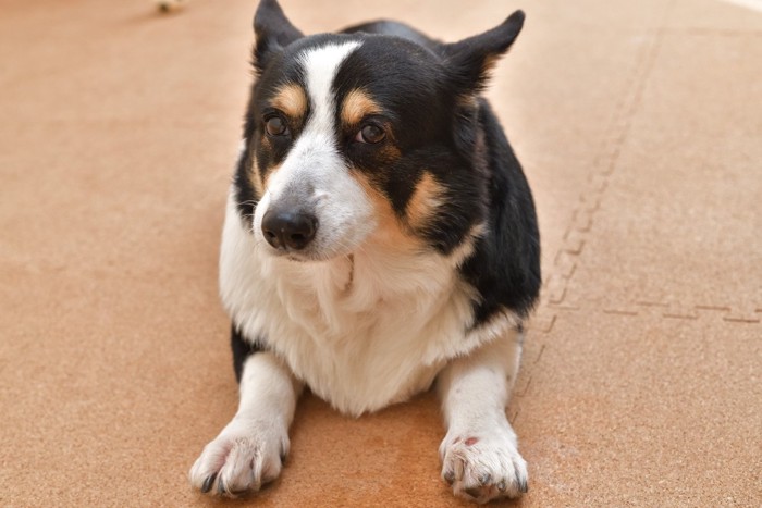 コルクマットの上の犬