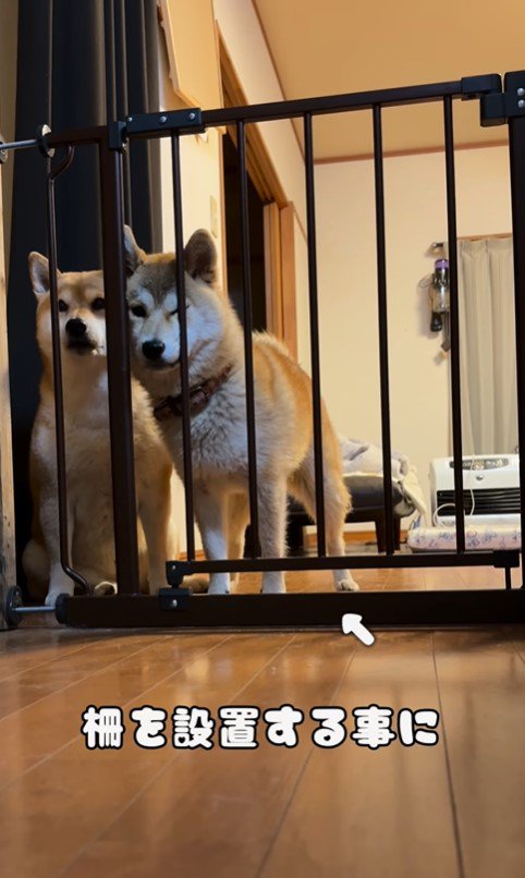 キッチンに侵入する柴犬たち5