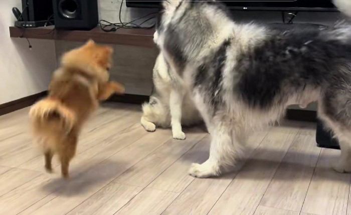 ワンプロに飛び入り参加