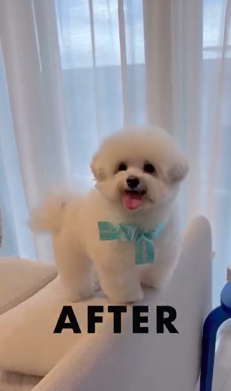 ジジくんのビフォーアフター4