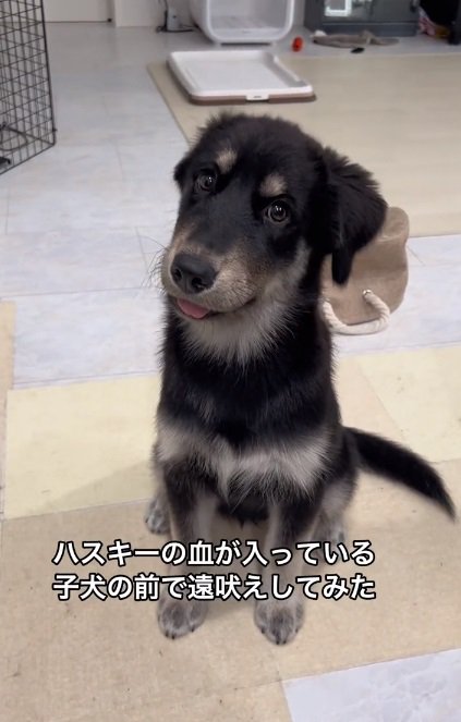 首をかしげるルアちゃん