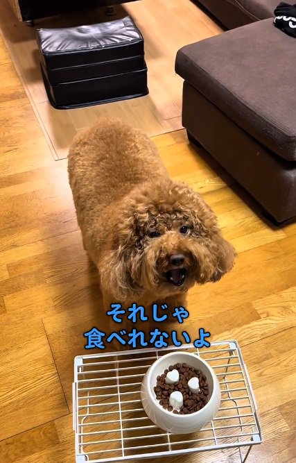 鳴き始めるいっきゅうくん