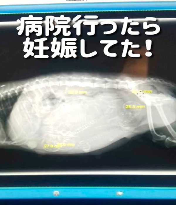 犬のエコー