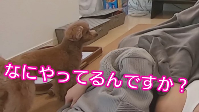 飼い主たちを見つめる犬