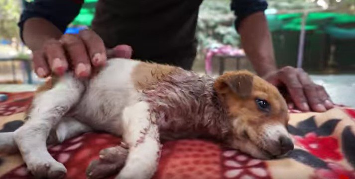 診察される子犬