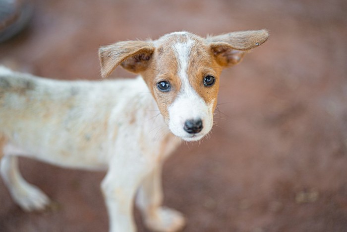 栄養失調の犬