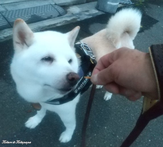 穏やかな