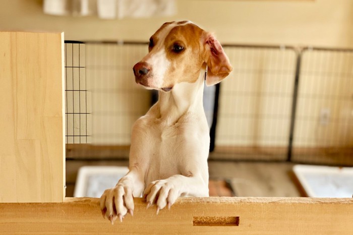 ケージの中の犬