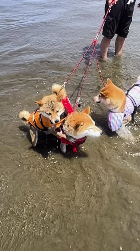 膝まで海水が浸かっている3頭の柴犬