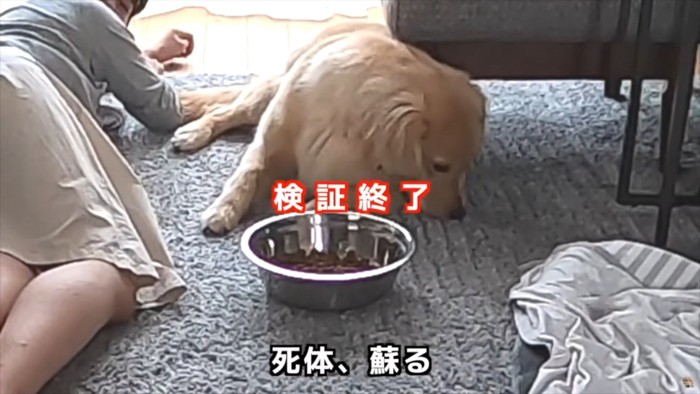 座る飼い主と伏せる大型犬