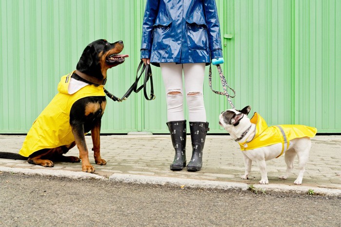 雨具を身につけた犬2匹と人