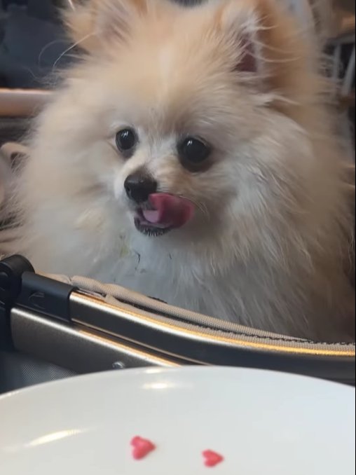 舌を出している犬