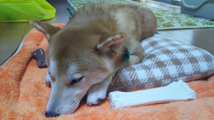 眠る柴犬