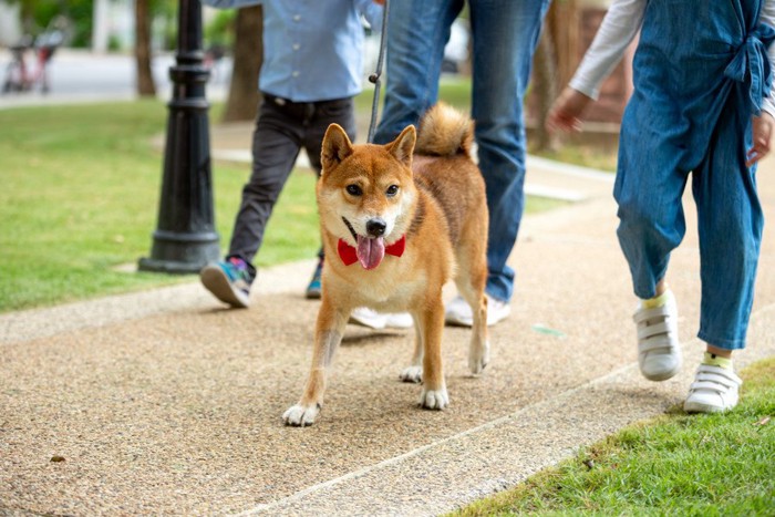 人と一緒に歩く柴犬