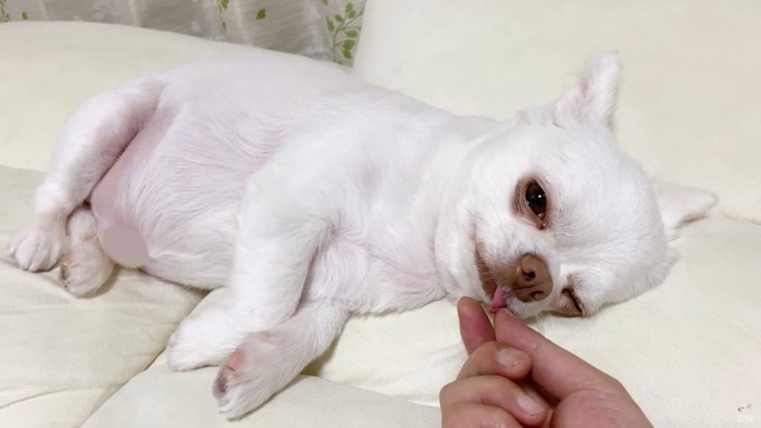 コハクくんの舌を掴んだら？6