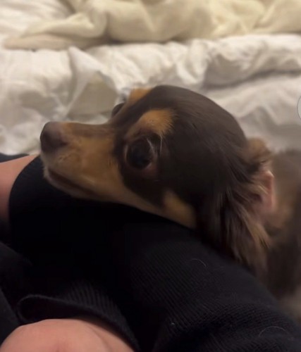 顎乗せで上目遣いの犬