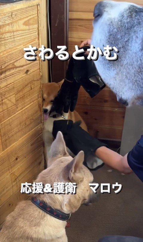 触ると咬む犬のリハビリ6