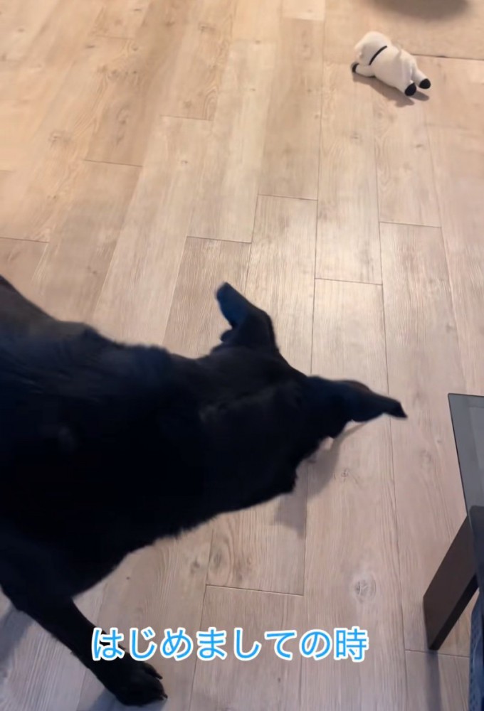 挨拶する大型犬と子猫