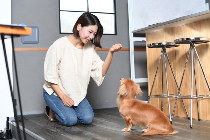 おすわりトレーニング中の犬と女性