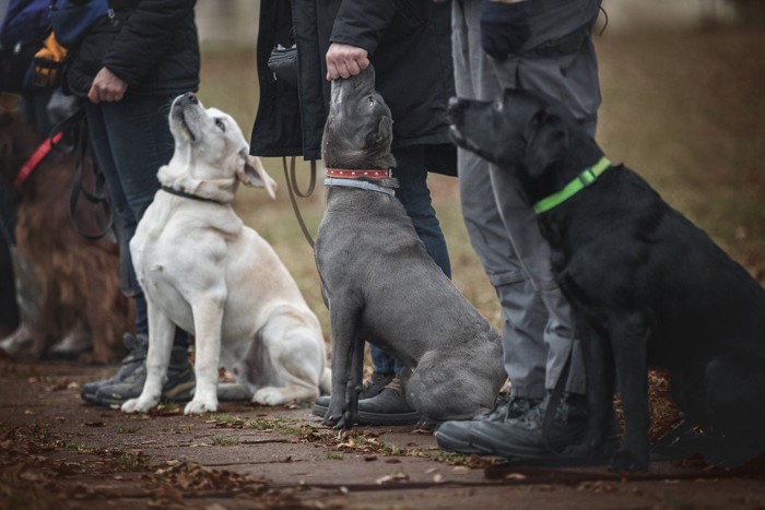 犬のトレーニング教室