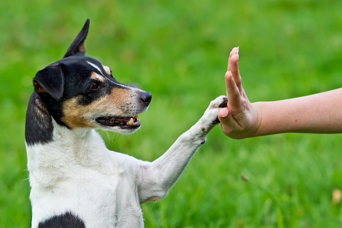 外で人と手をわせる犬