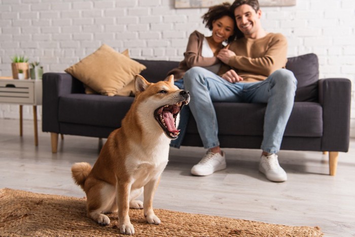 男女の前であくびをする犬