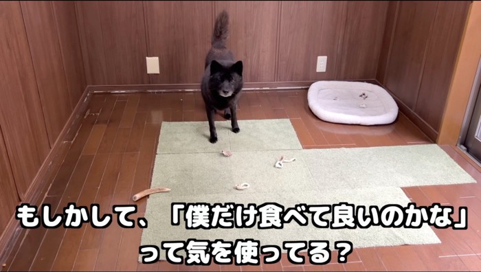 おやつを自分の部屋の床に置く犬