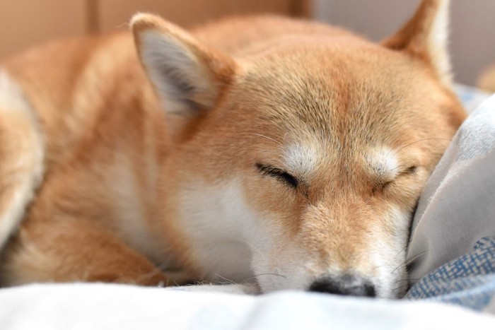 ベッドで眠る柴犬の顔アップ