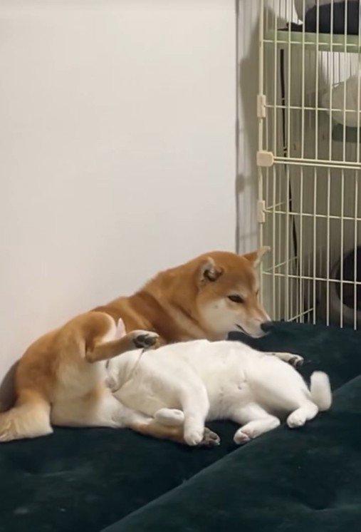 だいふくちゃんは完全にリラックス