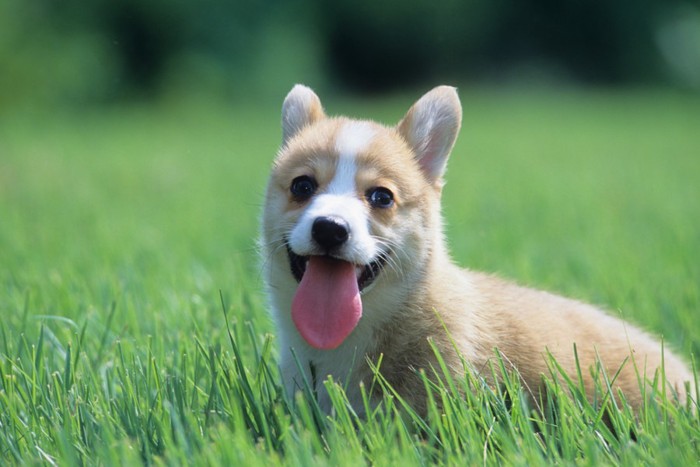 コーギーの子犬