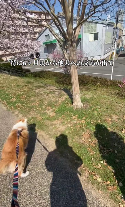 他の犬に挑もうとする