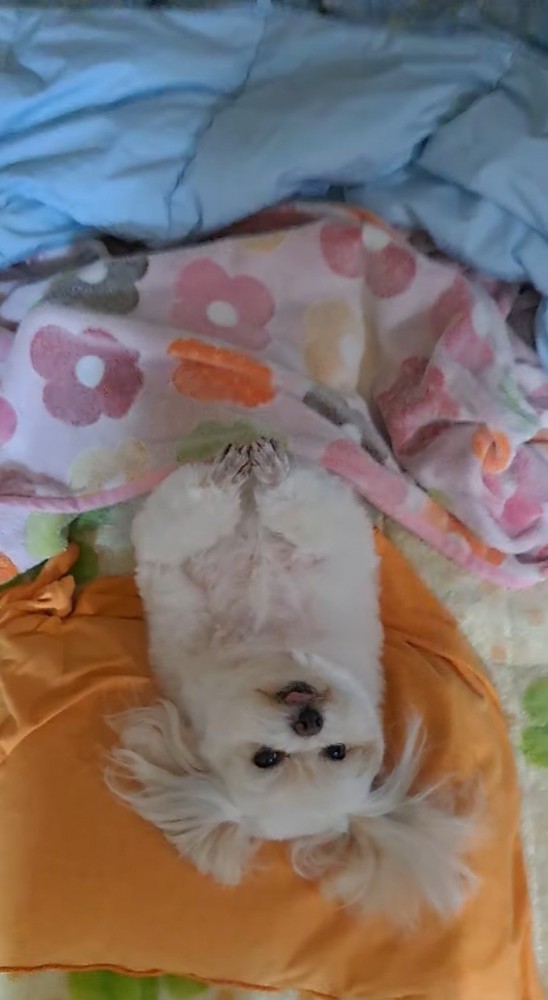 布団に仰向けになってカメラを見上げる犬