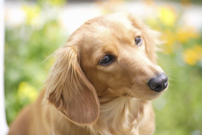 首をかしげる犬