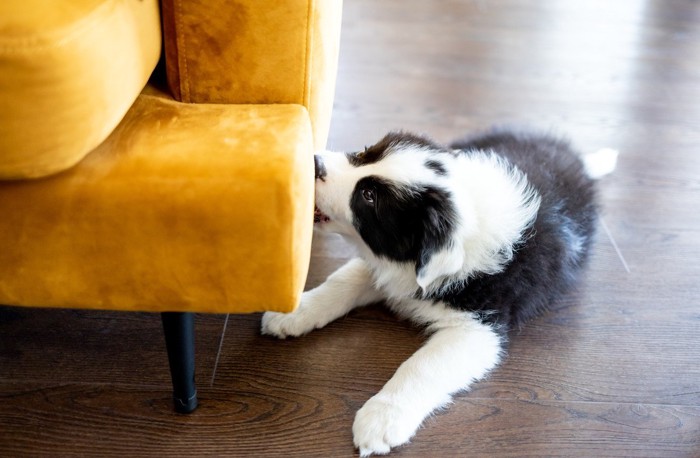 ソファを噛んでいるボーダーの子犬