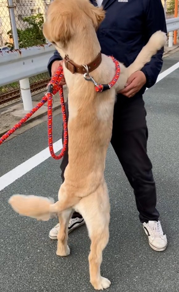 周辺を確認するわんこ