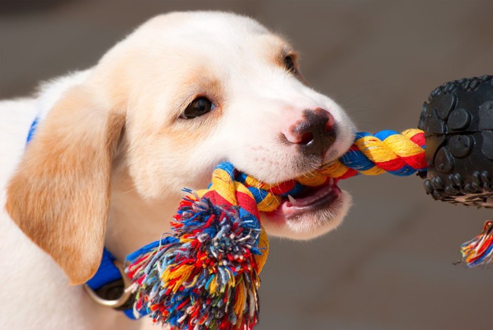 ♯ロープを咥える犬♯