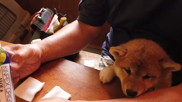 柴犬ひなたちゃん