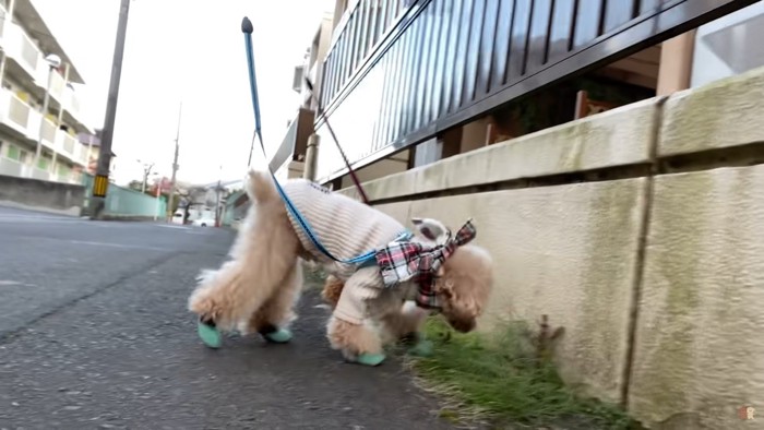 横向きのベージュの犬