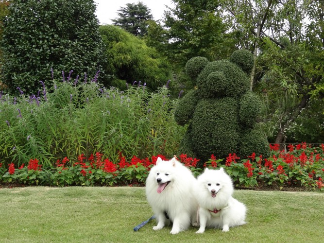 動物型の植木