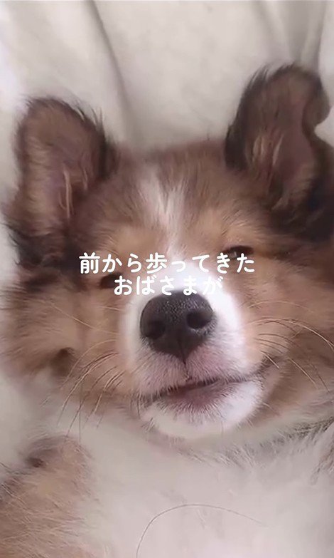 ソフィーちゃんのビフォーアフター4