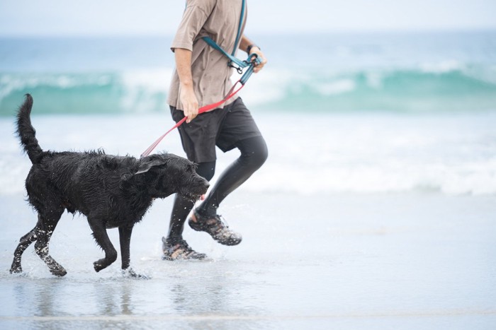 海辺を走る犬