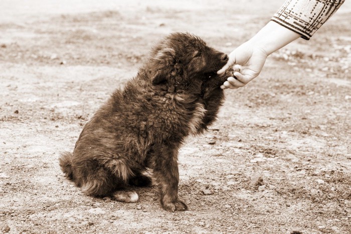 迷子犬の保護