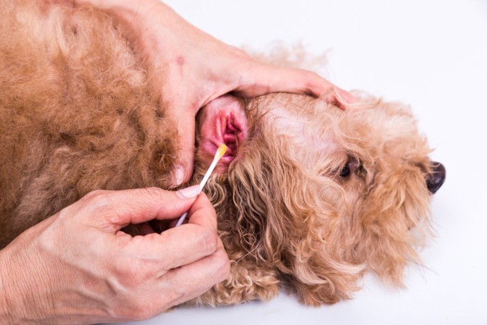 綿棒で耳掃除される犬